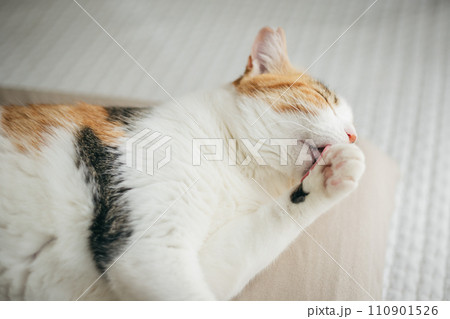 暖かい部屋で気持ち良さそうに眠る飼い猫 暖かい部屋で気持ち良さそうに眠る飼い猫 110901526