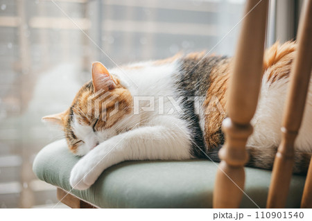 暖かい部屋で気持ち良さそうに眠る飼い猫 暖かい部屋で気持ち良さそうに眠る飼い猫 110901540