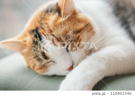 暖かい部屋で気持ち良さそうに眠る飼い猫 110901546