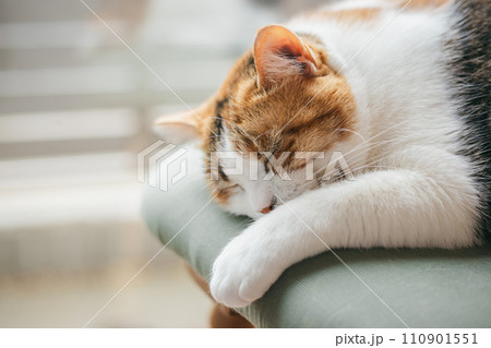 暖かい部屋で気持ち良さそうに眠る飼い猫 110901551