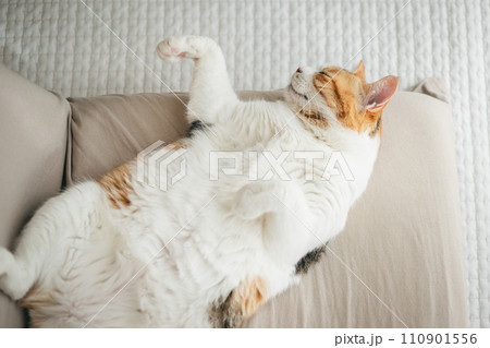 暖かい部屋で気持ち良さそうに眠る飼い猫 暖かい部屋で気持ち良さそうに眠る飼い猫 110901556