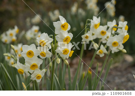 スイセンの花 110901608