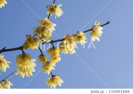 ロウバイの花 110901666