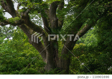 大きな楠 大きな楠 110901690