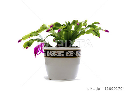 Easter Cactus in a pot on a white background Easter Cactus in a pot on a white background 110901704
