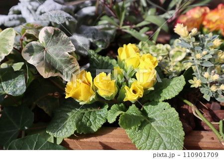 バラ咲きジュリアンの寄せ植え 110901709