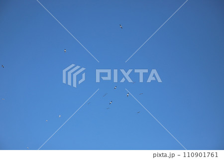 空を飛ぶカモメ 110901761