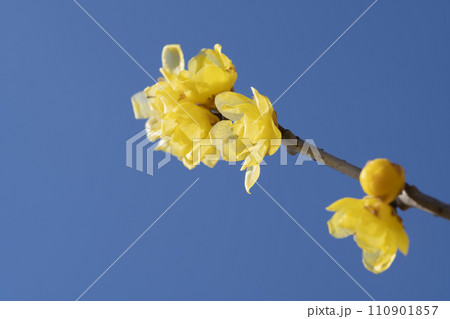 ロウバイの花 110901857