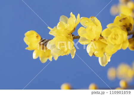 ロウバイの花 110901859