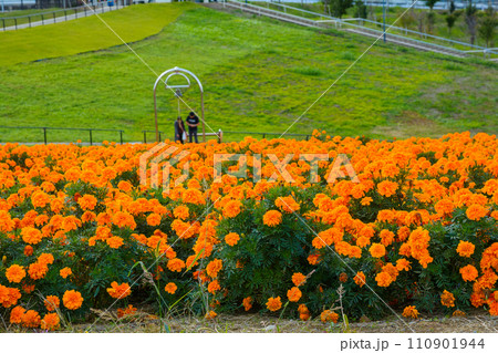 マリーゴールドの丘 110901944