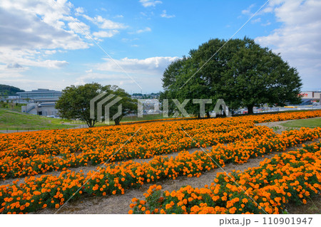 マリーゴールドの丘 マリーゴールドの丘 110901947