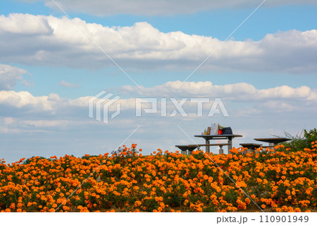 マリーゴールドの丘 110901949