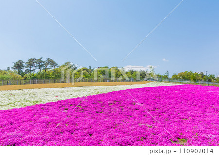 マリーゴールドの丘の芝桜 マリーゴールドの丘の芝桜 110902014