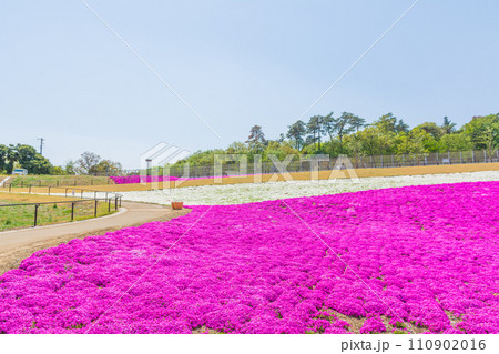 マリーゴールドの丘の芝桜 マリーゴールドの丘の芝桜 110902016