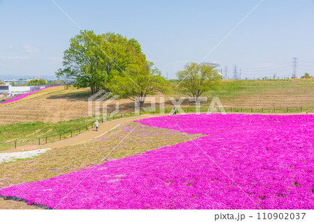 マリーゴールドの丘の芝桜 110902037
