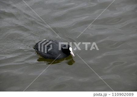 オオバン 110902089