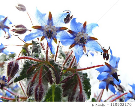 ボリジの花のアップ 110902170