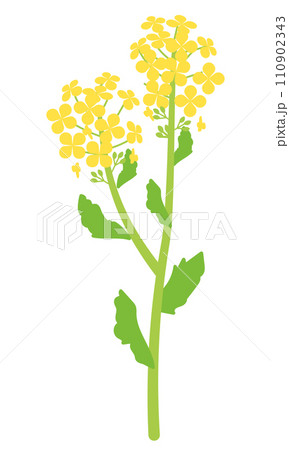 菜の花のイラスト 110902343