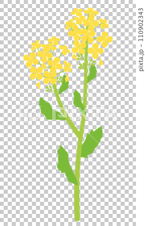 菜の花のイラスト 110902343