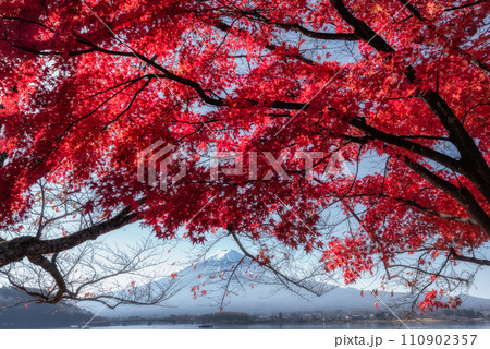 富士山と紅葉 富士山と紅葉 110902357