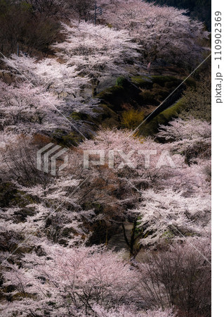 桜の名所100選・桜山公園(群馬県藤岡市) 110902369