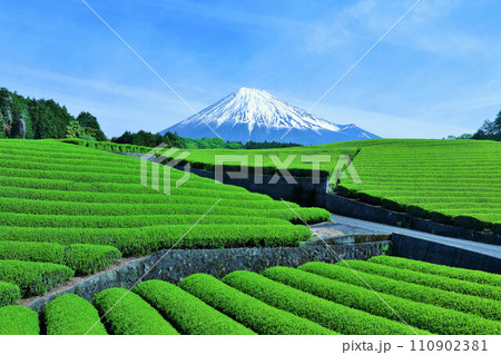 初夏の青空と新緑の茶畑 そして富士山 初夏の青空と新緑の茶畑 そして富士山 110902381