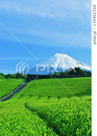 静岡県　青空の富士山と新緑の茶畑 110902388
