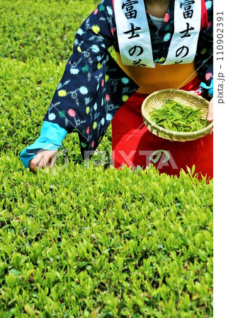 初夏 新緑の茶畑で茶摘み 初夏 新緑の茶畑で茶摘み 110902391