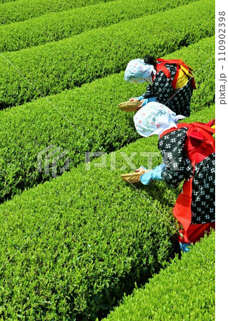 初夏　新緑の茶畑で茶摘み 110902398