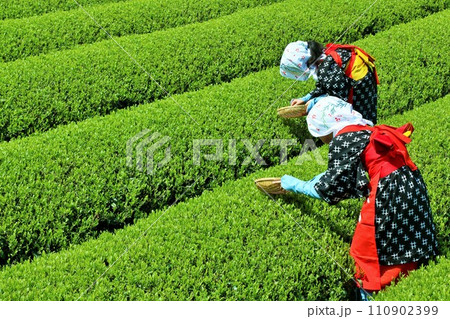 初夏　新緑の茶畑で茶摘み 110902399