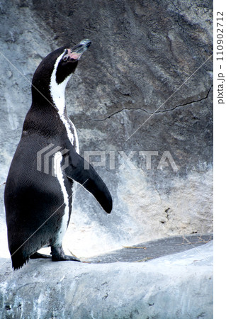上を見つめるペンギン② 上を見つめるペンギン② 110902712