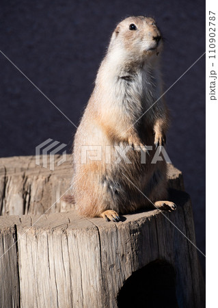 凛々しい立ち姿のプレーリードッグ③ 110902787