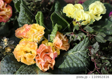 バラ咲きジュリアンの寄せ植え バラ咲きジュリアンの寄せ植え 110902816