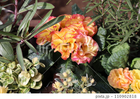 バラ咲きジュリアンの寄せ植え バラ咲きジュリアンの寄せ植え 110902818