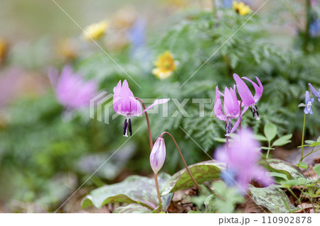 早春の森 早春の森 110902878