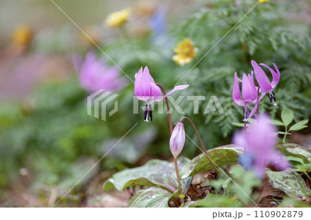 早春の森 早春の森 110902879