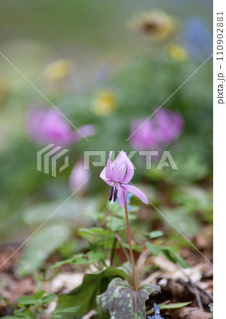 早春の森 110902881