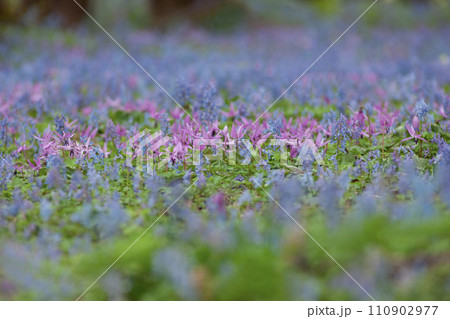 早春の森 110902977