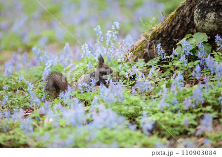 春の森 春の森 110903084