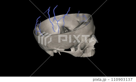 The superior cerebral veins drain the superior portion of the cerebral cortex 110903137