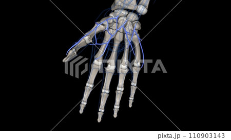 The superficial palmar venous arch consists of a pair of venae comitantes accompanying the superficial palmar arch 110903143