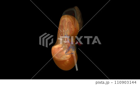 The kidneys are two bean-shaped organs, each about the size of a fist The kidneys are two bean-shaped organs, each about the size of a fist 110903144