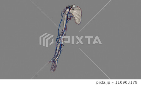 Upper Limb, Arteries and Veins Upper Limb, Arteries and Veins 110903179