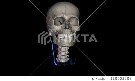 The external jugular is a large vein used in prehospital medicine for venous access The external jugular is a large vein used in prehospital medicine for venous access 110903205
