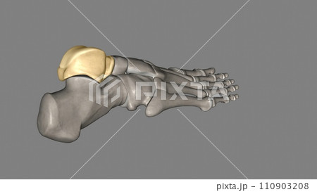 The talus talus bone, astragalus or ankle bone is one of the group of foot bones known as the tarsus 110903208