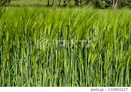 Wheat field Ears of golden wheat close up Beautiful Nature Landscape Rich harvest Concept 110903227