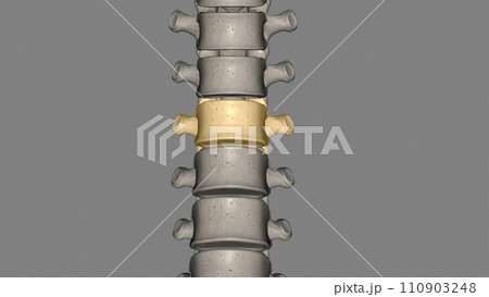 Thoracic Vertebral, T7 Thoracic Vertebral, T7 110903248