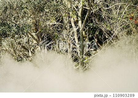 白化した植物と噴気 110903289