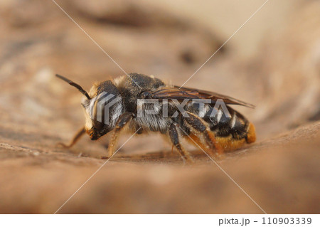 Closeup on a Mediterranean wood-boring solitary bee, Lithiurgus chrysurus sitting on wood Closeup on a Mediterranean wood-boring solitary bee, Lithiurgus chrysurus sitting on wood 110903339