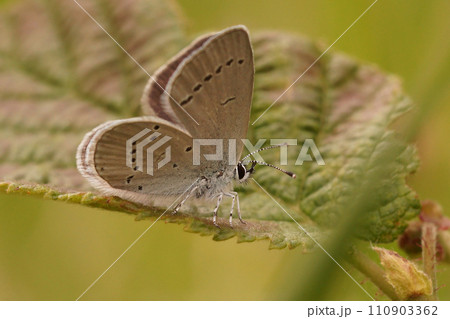 Vertical closeup on the Small blue butterfly, Cupido minimus, sitting on a leaf Vertical closeup on the Small blue butterfly, Cupido minimus, sitting on a leaf 110903362